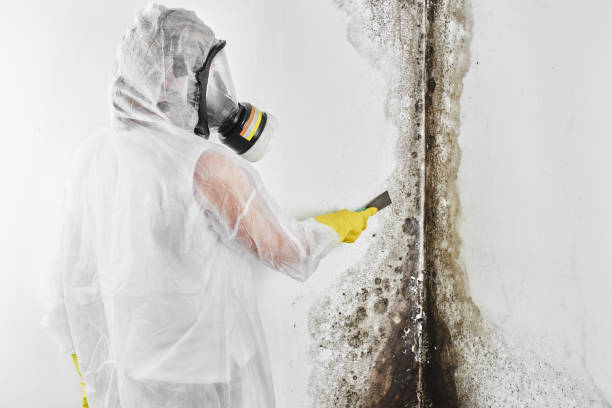 Best Mold Remediation  in Mount Vernon, VA