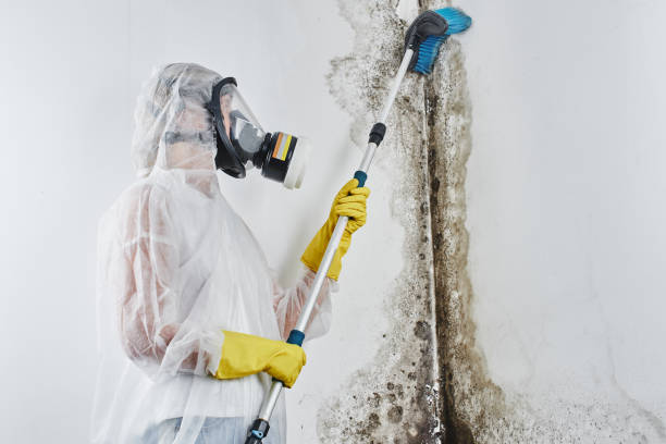 Best Office Mold Removal Services  in Mount Vernon, VA