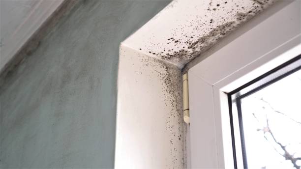 Best Affordable Mold Removal  in Mount Vernon, VA