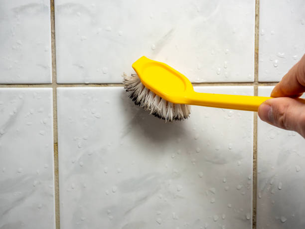 Best Mold Damage Repair  in Mount Vernon, VA