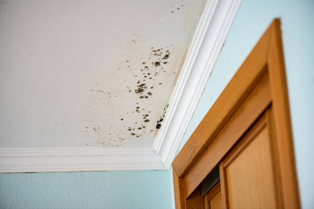 Certified Mold Removal in Mount Vernon, VA