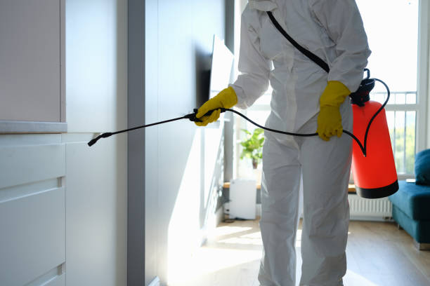 Best Certified Mold Removal  in Mount Vernon, VA