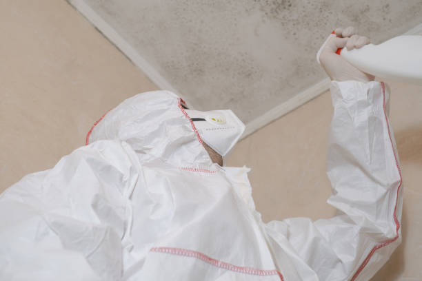 Professional Mold Removal in Mount Vernon, VA