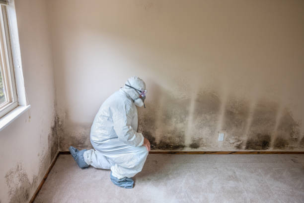Trusted Mount Vernon, VA Mold Removal Experts