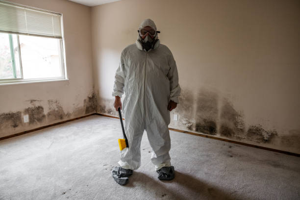 Best Local Mold Removal Service  in Mount Vernon, VA
